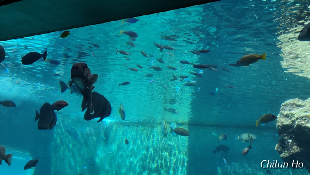 沖縄美ら海水族館